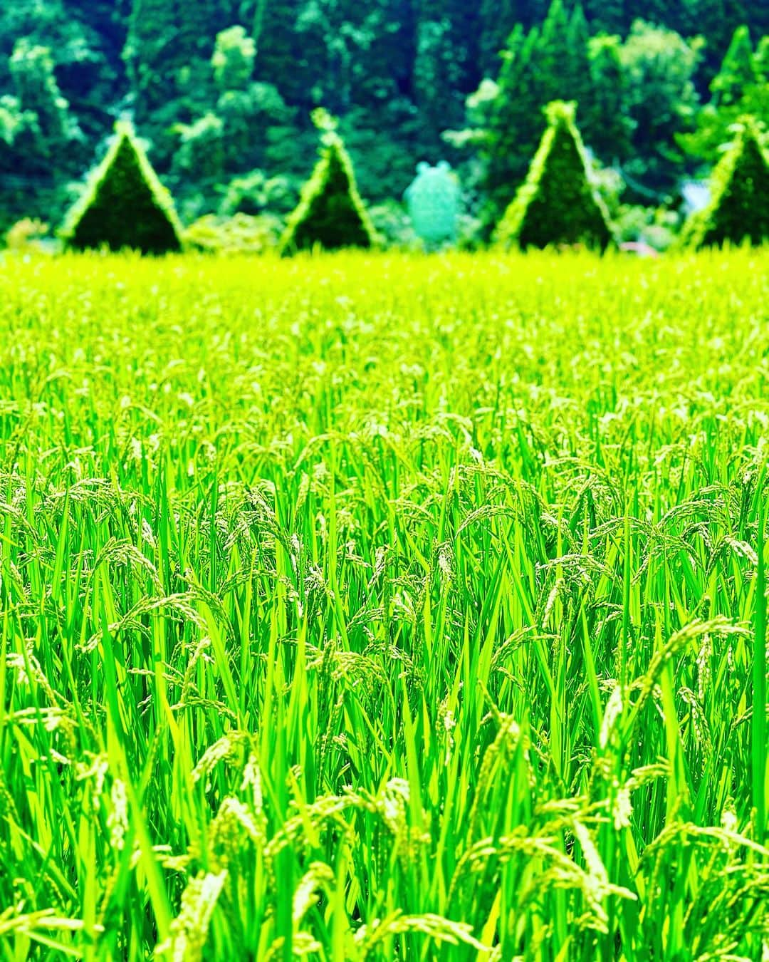 谷川じゅんじさんのインスタグラム写真 - (谷川じゅんじInstagram)「Noto nature experience 真脇遺跡にケロンの小さな村。能登の叡智は奥深い。大地に根付いた営みは、かく汗の量と比例して深まっていく。枝を払い土を堀り木を植える。水をひき稲を植え収穫を待つ。シンプルな継続に関わるコミュニティのリスペクト。ざわざわと膨らむ未来の芽。名残惜しむ間も無くあっという間にいつもの世界。行ったり来たりが心地良い。 #goodvibesonly #goodneighbors #thisisjapan」8月30日 20時00分 - junjitanigawa