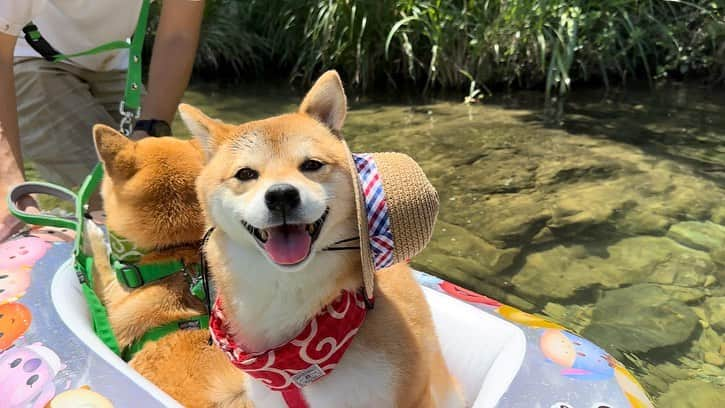 豆柴 福and富さんのインスタグラム写真 - (豆柴 福and富Instagram)「. . ボートに乗るふたり🚣💕  余裕でニコニコの福と ちょっと不安な顔の富 可愛いいいいいい🥹💕  福はお座りでも立ちスタイルでも余裕🚣♪ 富はしっかりボート掴んでる〜🤣✨  . .  #川遊び #猪野川 #福岡犬民　 #mylove #doglover  #dogstagram #dogs  #shiba #shibainu #shibalove #shibadog  #shibagram #shibamania #shibalife  #shiba_snap #柴犬 #豆柴 #多頭飼い #犬のいる暮らし #犬のいる生活  #doglover #dogstagram #shibaaaaainu #barked #9gag  #thedailyshibainu #시바견　#시바이누 #小狗  @shiba_snap @barked @everydoglover @9gag」8月30日 20時24分 - fuku_and_tom