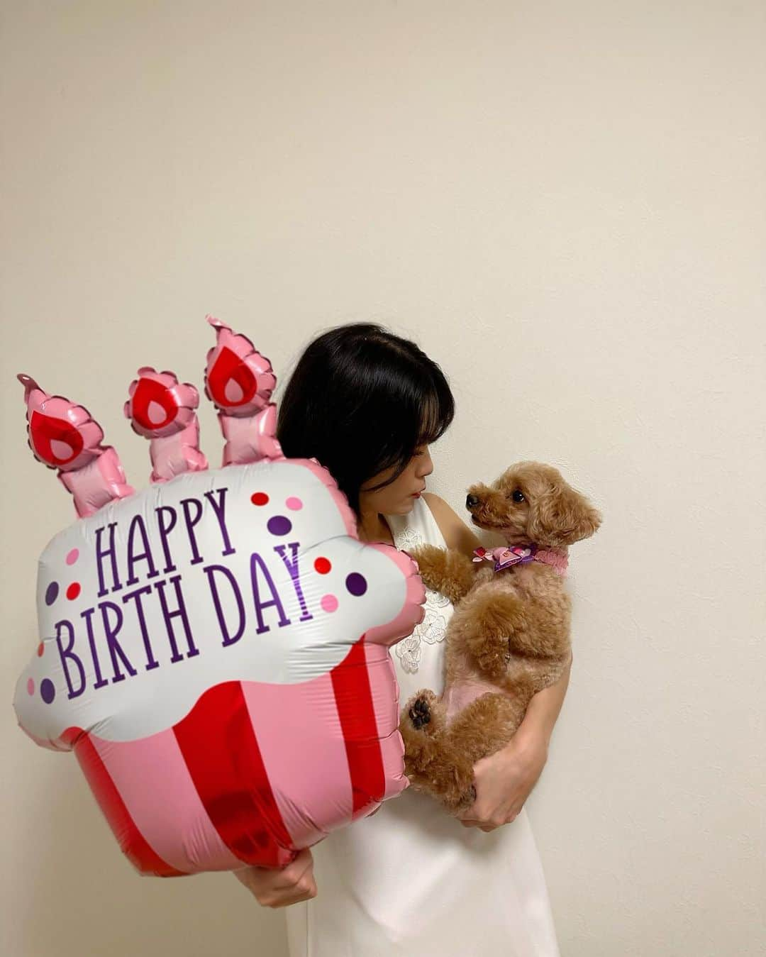 ほのかさんのインスタグラム写真 - (ほのかInstagram)「. . 今日は愛犬8歳のお誕生日🐶 バルーンとリンクさせピンクの🎀のチョーカーを笑 . 実はだいぶ早めだけど家族が揃ったお盆にお祝いしました🎂(その時の写真) . . こっち🗼に出てきてすぐ会えなくなったけど、 毎日元気に過ごしてくれたら嬉しい…ただそれだけ🥹 . . 朝1、テレビ電話で お誕生日おめでとうって伝えました🐶😂 . . #愛犬の誕生日 #トイプードル #トイプードル男の子 #birthday #トイプードルレッド男の子」8月30日 20時31分 - rotten_honoka