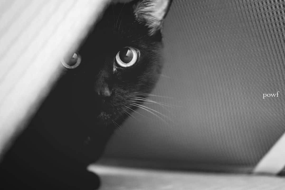 anemone_69のインスタグラム：「🐈‍⬛ . . #ハカセとキョウジュ #blackcat #黒猫 #cat #猫 #保護猫 . . .」