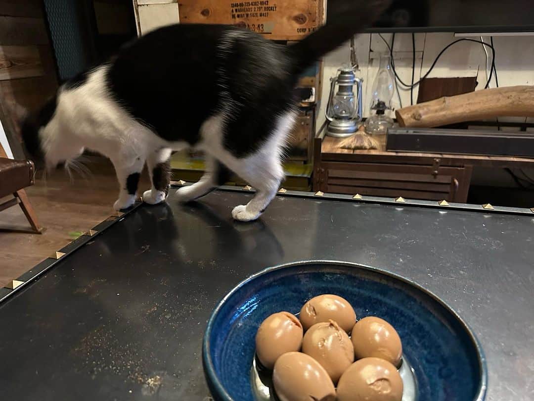 ヒロシさんのインスタグラム写真 - (ヒロシInstagram)「初めて煮卵を作ったよ。  あつをは素通り。  美味いのか？」8月30日 20時43分 - hiroshidesu.official