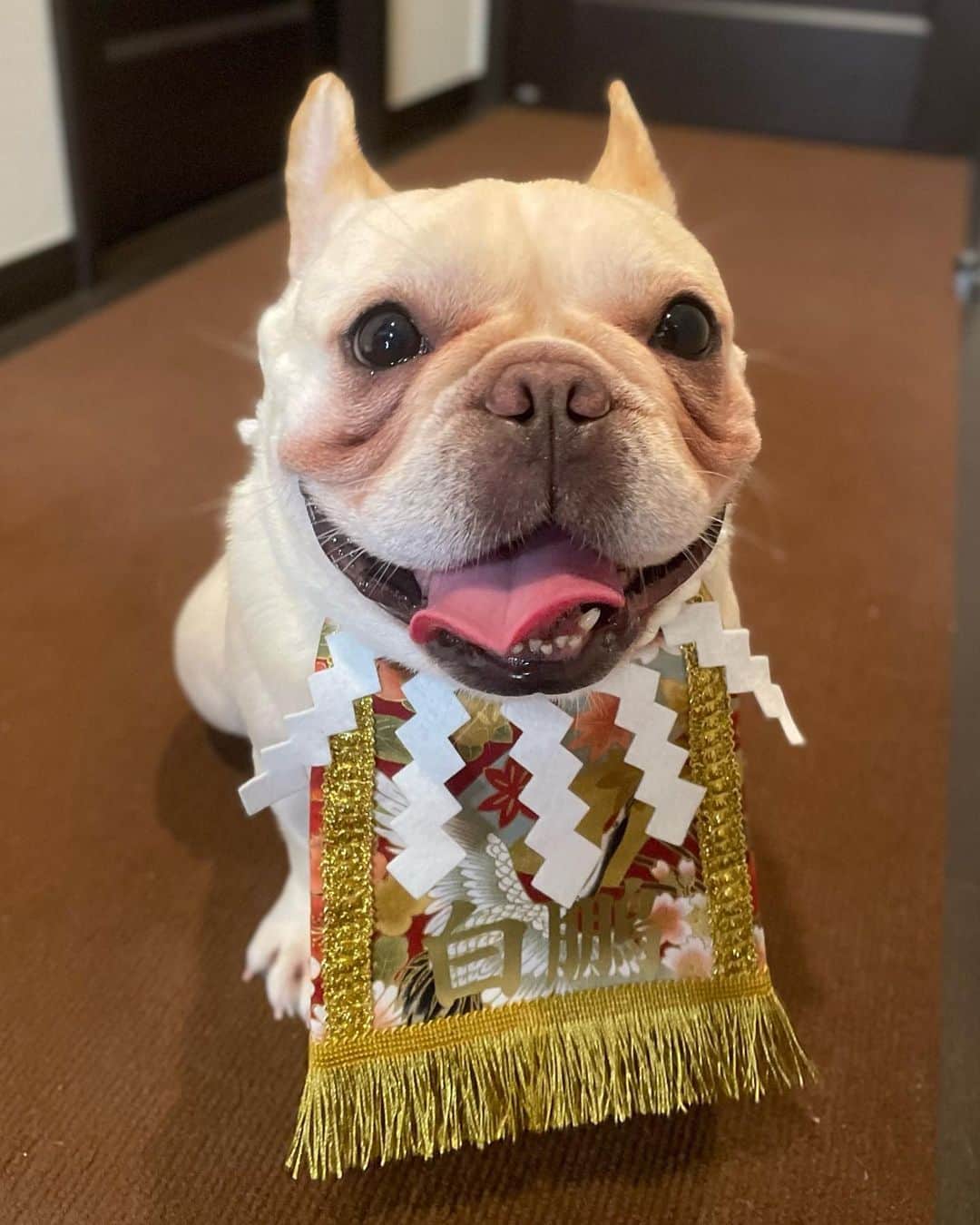 あきまっくすのインスタグラム：「笑顔の白鵬集🐶🌼 . 姉まっくすからのプレゼント 化粧まわしがお似合いな白鵬や お気に入りのおもちゃ、クリスタルボーンを くわえてニンマリな白鵬 一口ちょうだい✨な白鵬など キュートなスマイル白鵬を 集めてみました🐶💓 . ダイエット成功で肥満も抜け出し 只今お薬とシャンプーで指間炎の治療中🏥✨ そのお薬が終わったら ペット眼科に行って涙やけを 診てもらう予定です😊 ゆっくりゆっくり頑張りましょう🥰 . . . #フレンチブルドッグ  #スマイル犬  #ダイエット成功」