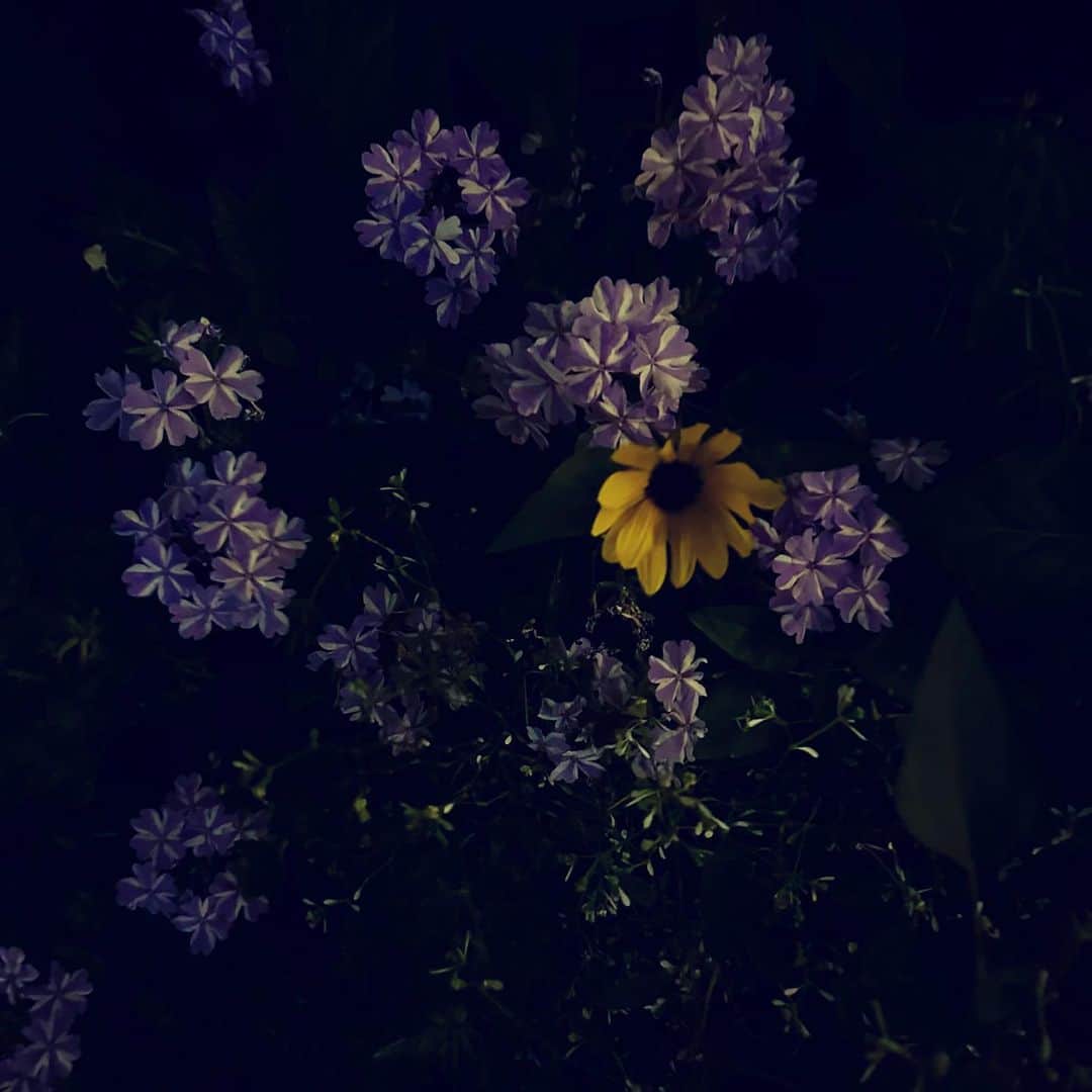 村田沙耶香さんのインスタグラム写真 - (村田沙耶香Instagram)「打ち合わせの後、喫茶店で仕事をしました。 暗くなってから向日葵を探して少し遠い駅まで歩きました。」8月30日 20時53分 - sayaka_murata_