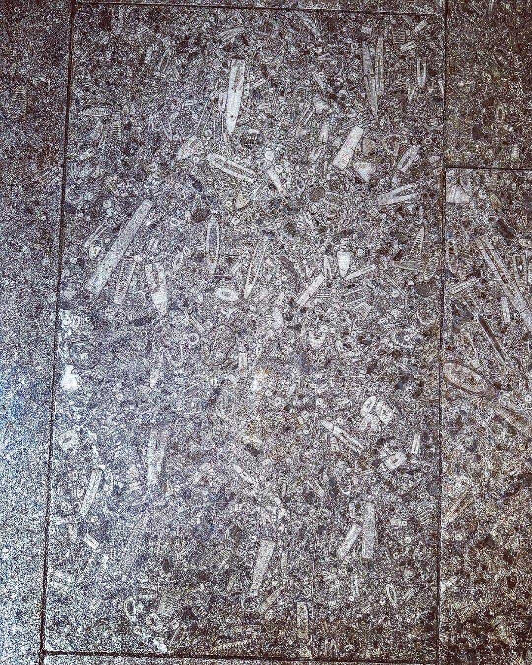 デビッド・モリシーのインスタグラム：「Working in a beautiful old building today and the flag stones are full of fossils. Such an amazing site to see these relics from thousands of years ago!」