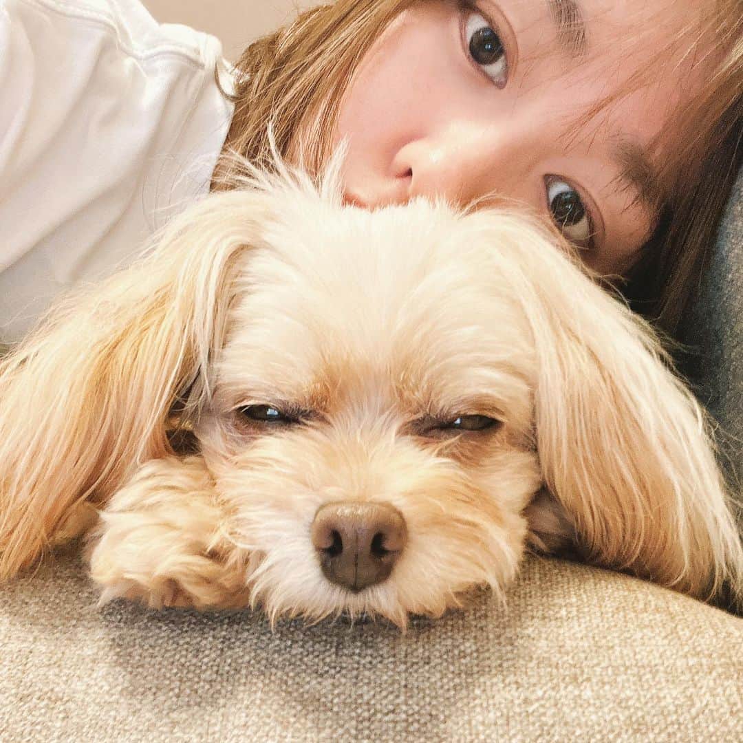 のインスタグラム：「Kawaii🐶 #ぱっちゃん」