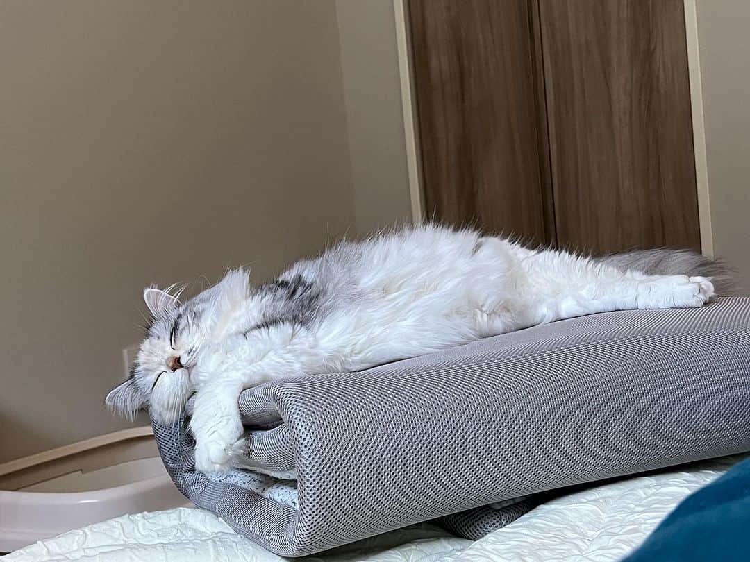桜咲千依のインスタグラム：「寝るところ間違えてる😴   #猫  #マンチカン  #ほたて」