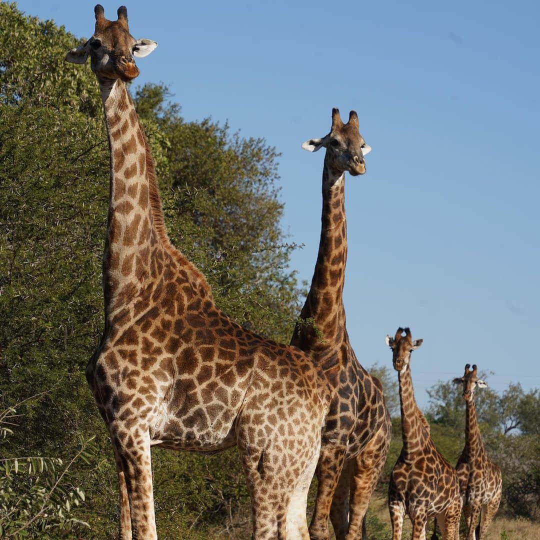 ロス・バークリーさんのインスタグラム写真 - (ロス・バークリーInstagram)「Safari, SA. 🇿🇦👌🏻📸」8月30日 21時40分 - rossbarkley