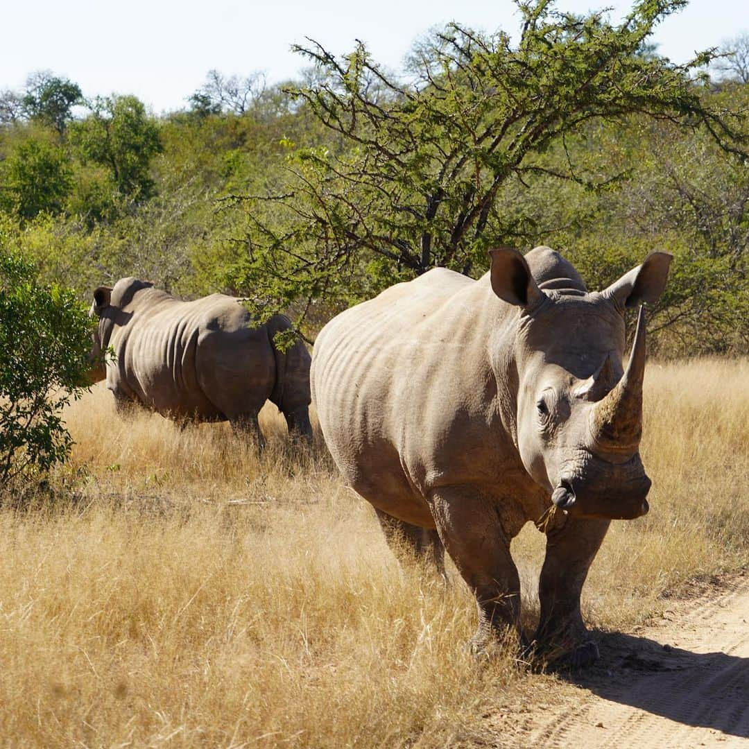 ロス・バークリーさんのインスタグラム写真 - (ロス・バークリーInstagram)「Safari, SA. 🇿🇦👌🏻📸」8月30日 21時40分 - rossbarkley