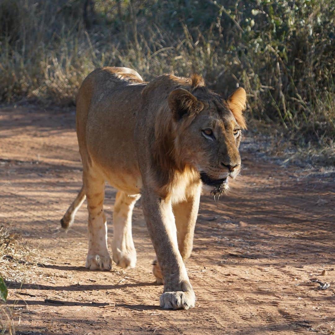 ロス・バークリーさんのインスタグラム写真 - (ロス・バークリーInstagram)「Safari, SA. 🇿🇦👌🏻📸」8月30日 21時40分 - rossbarkley