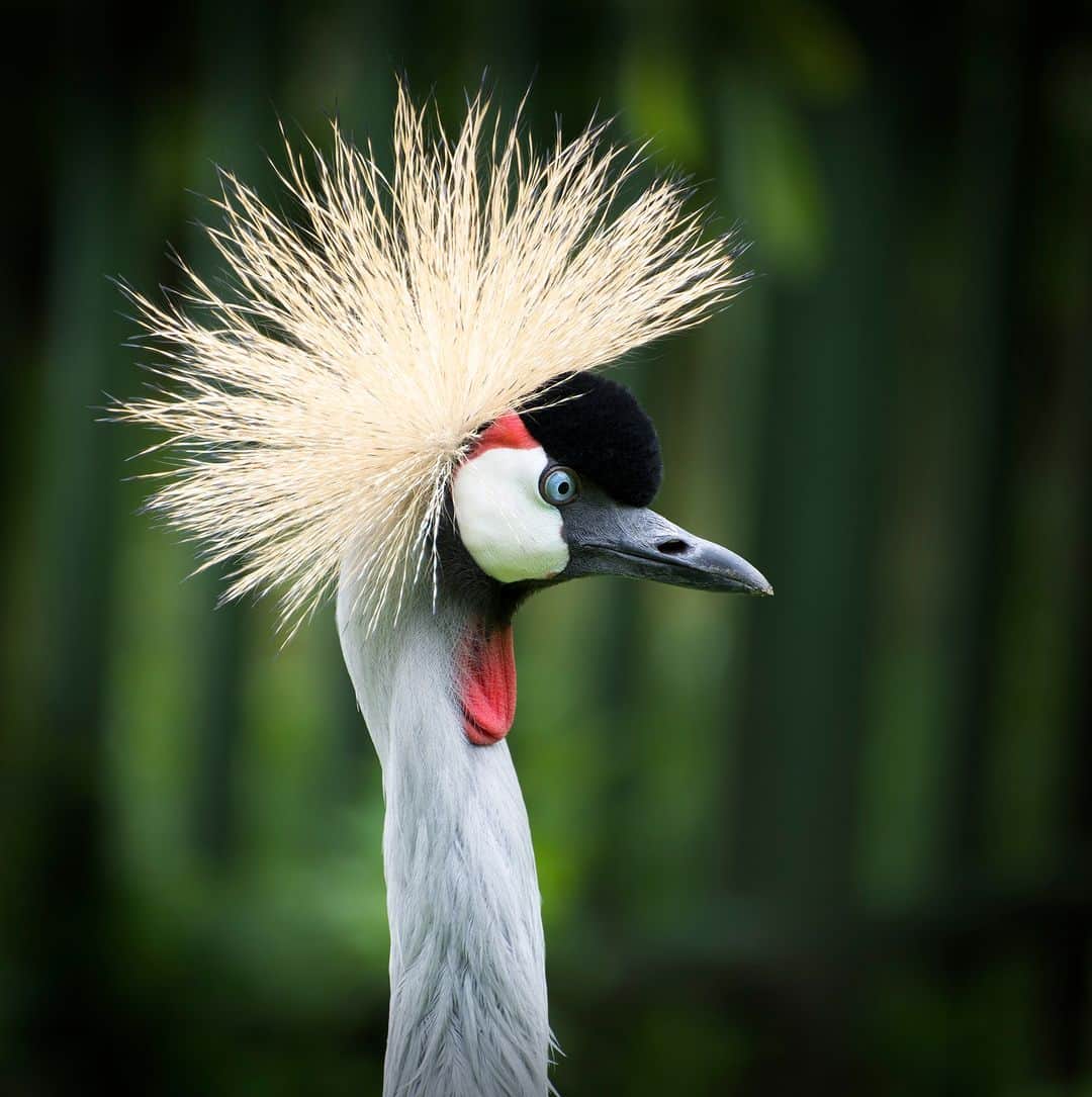 Discoveryさんのインスタグラム写真 - (DiscoveryInstagram)「#DidYouKnow the grey-crowned crane is the national bird of Uganda?  📸: James Ennis  #Nature #Birds」8月30日 22時00分 - discovery