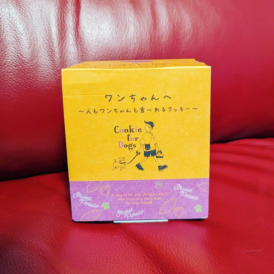 島田佳奈のインスタグラム：「【アンジュ日記】 旦那の茨城（日帰り出張）土産。人もわんちゃんも食べれるクッキー。スイートポテト味。砂糖が入ってない、サツマイモの優しい甘さ。アンジュ大喜び♡」