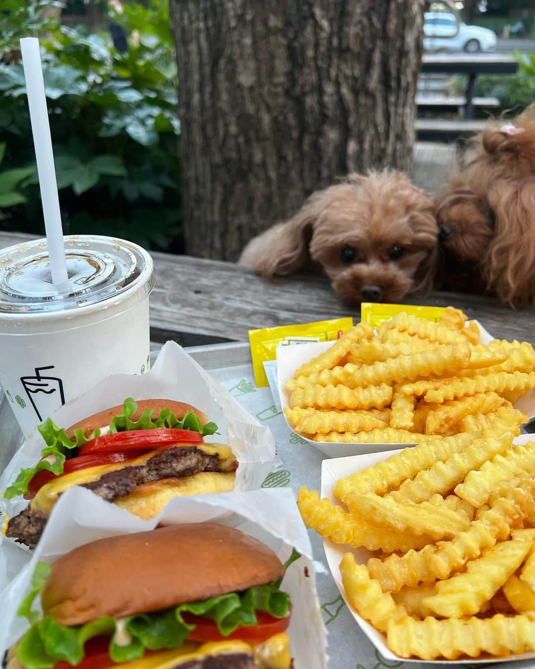 藤島妃呂子さんのインスタグラム写真 - (藤島妃呂子Instagram)「ROROとGIGIと一緒に🍔　@shakeshack   #rorogigi #いちょう並木」8月30日 22時15分 - hirokofujishima