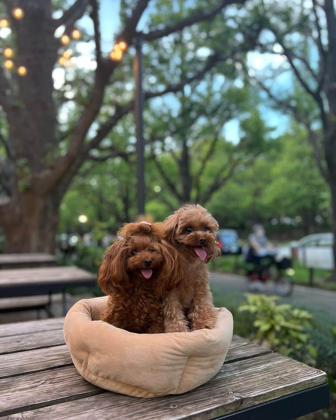 藤島妃呂子のインスタグラム：「ROROとGIGIと一緒に🍔　@shakeshack   #rorogigi #いちょう並木」