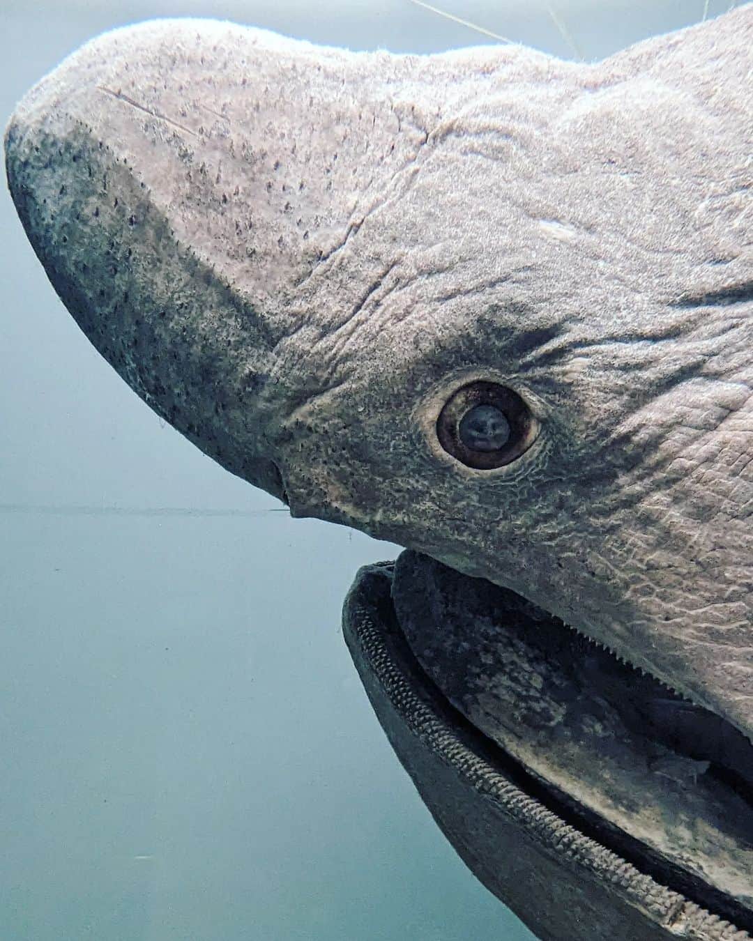 Yoshiko Kris-Webb クリス-ウェブ佳子のインスタグラム：「🦈美ら海水族館、堪能🦈 @kaiyohaku_churaumi」