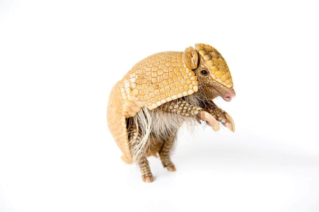 Joel Sartoreさんのインスタグラム写真 - (Joel SartoreInstagram)「If threatened, the southern three-banded armadillo completely closes its armor around its entire body, save for a small space between two sections of its shell - which it snaps shut on the paw (or finger) of the attacker. Photo taken @lincolnchildrenszoo.   #armadillo #animal #wildlife #photography #animalphotography #wildlifephotography #studioportrait #PhotoArk @insidenatgeo」8月30日 22時37分 - joelsartore