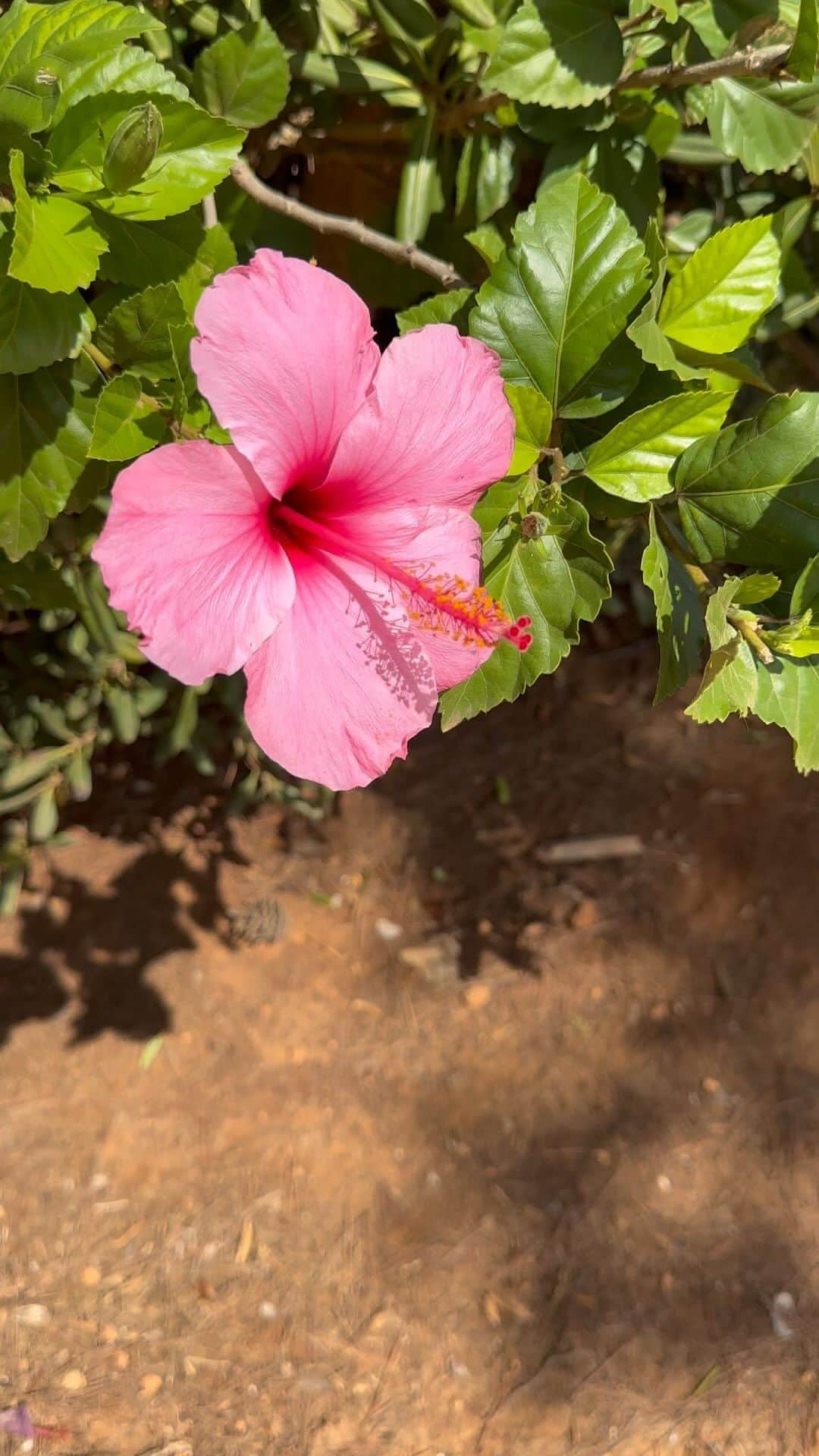 ローラ・プラデルスカのインスタグラム：「Beauty everywhere 🧡 Ibiza stole my heart」