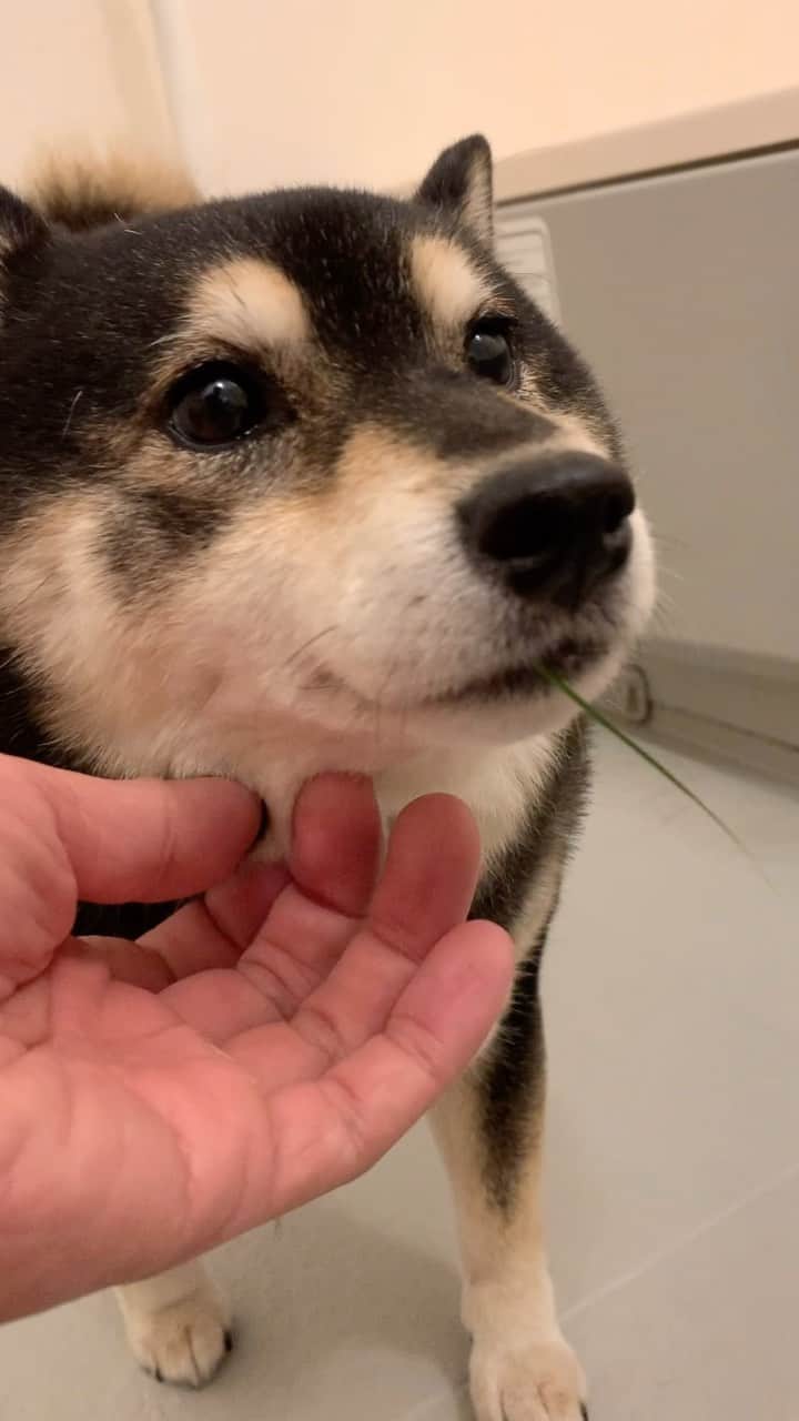吾子のインスタグラム：「・ ・ お散歩行ってきたんだけど🐶 ・ ・ なんか変🐶❓🌱🌱🌱 ・ また食べたでしょー🤷🏻‍♀️ ・ ・ ・ ・ ・ #🌱大好き #新芽がたまらん🌱 #sapporo  ・ 北海道の柴犬 #柴北会 の皆ワン🐶暑い日は水いっぱい飲もう〜🐶✨ ・ #adorable #instadog#shibainu#dog#柴犬ライフ #instashiba#柴犬マニア #9gag #barked #kuroshiba#socute #cutedog#いぬのきもち #黒柴 #dogstagram_japan」