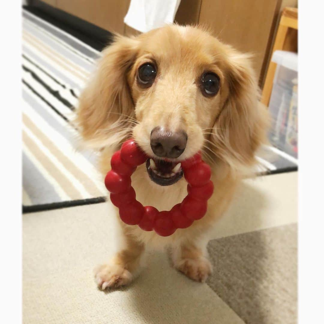 Sora Momoさんのインスタグラム写真 - (Sora MomoInstagram)「コングリングくわえてるそら🐶🐾 ☺︎ こんなドアノブあるよね😆 ☺︎ #ドアノブだっけ#ドアノックするやつ？#くわえてるの犬じゃないけど#どうでもいいわ笑 #コングリング#そらのお気に入り#くわえて逃げる #とにかく可愛い#iPhone撮影 #ダックス#ミニチュアダックス #dachshund #miniaturedachshund」8月30日 23時42分 - teratera_sorapu_