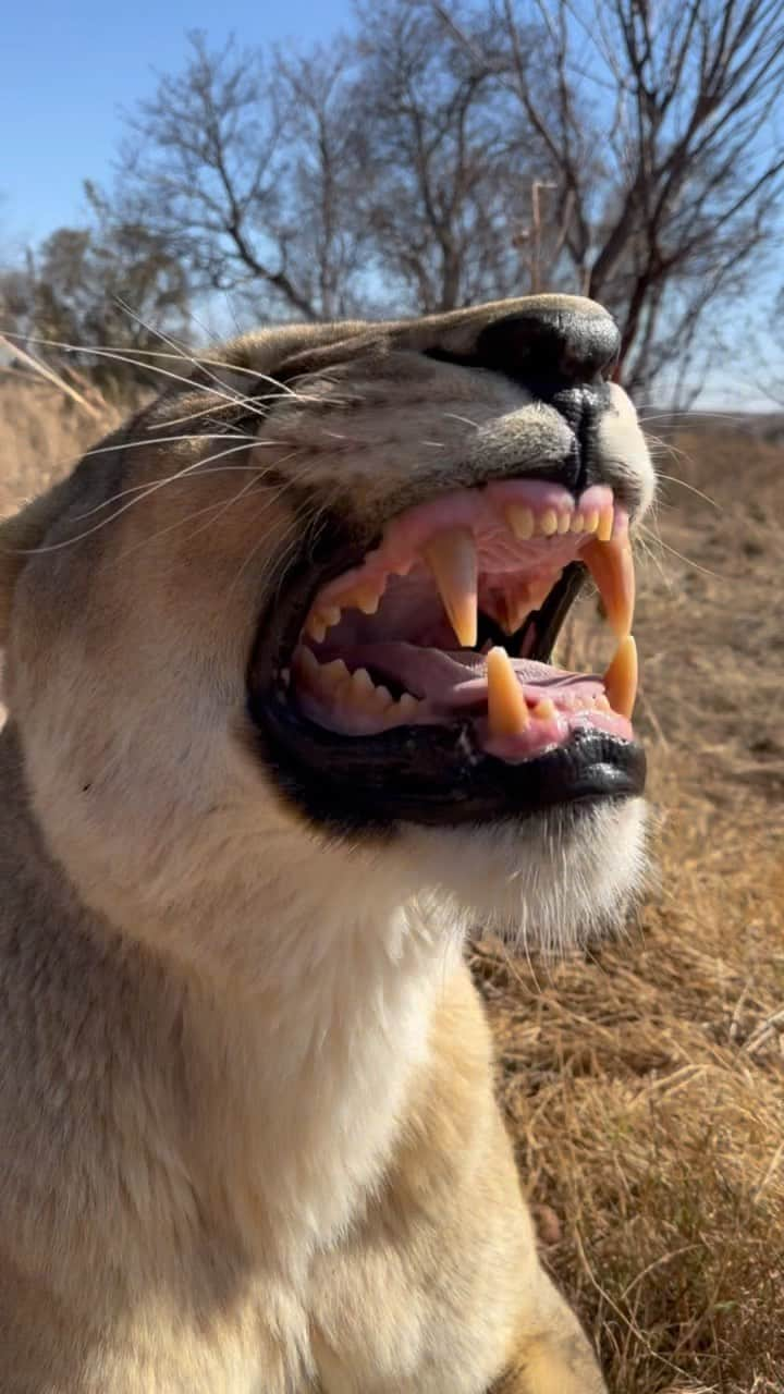 Kevin Richardson LionWhisperer のインスタグラム