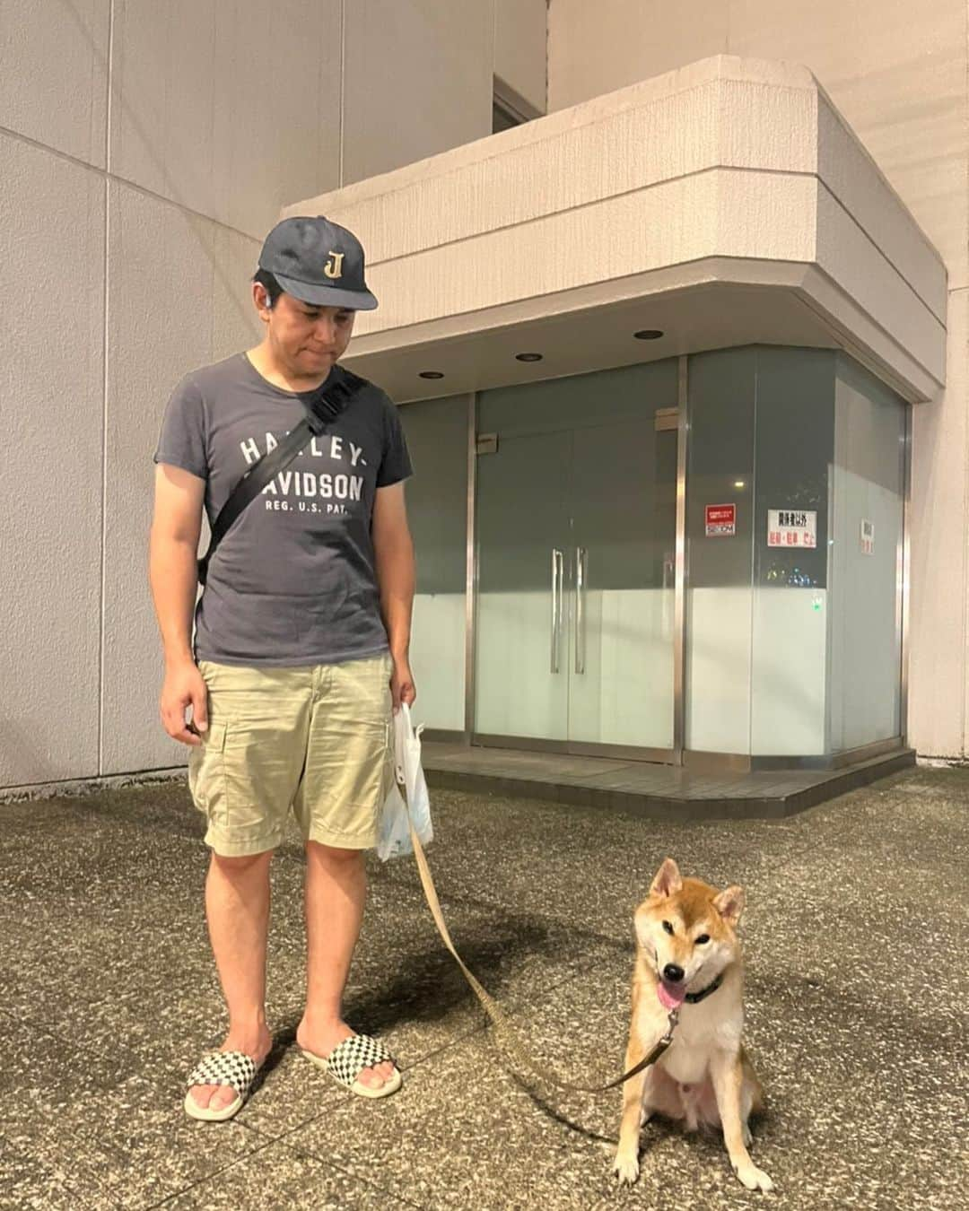 伊藤智博さんのインスタグラム写真 - (伊藤智博Instagram)「りき丸と駅までお出迎え。  猫と犬アカウント→@llritoneko   #りき丸 #柴犬 #犬 #いぬ #dog #dogstagram #dogsofinstagram #犬スタグラム #いぬすたぐらむ #🐕 #犬のいる暮らし  #thehwdogandco #jelado #ジェラード #vanscheckerboardslipon #バンズスリッポン #LLR伊藤」8月30日 23時53分 - itotomohirollr