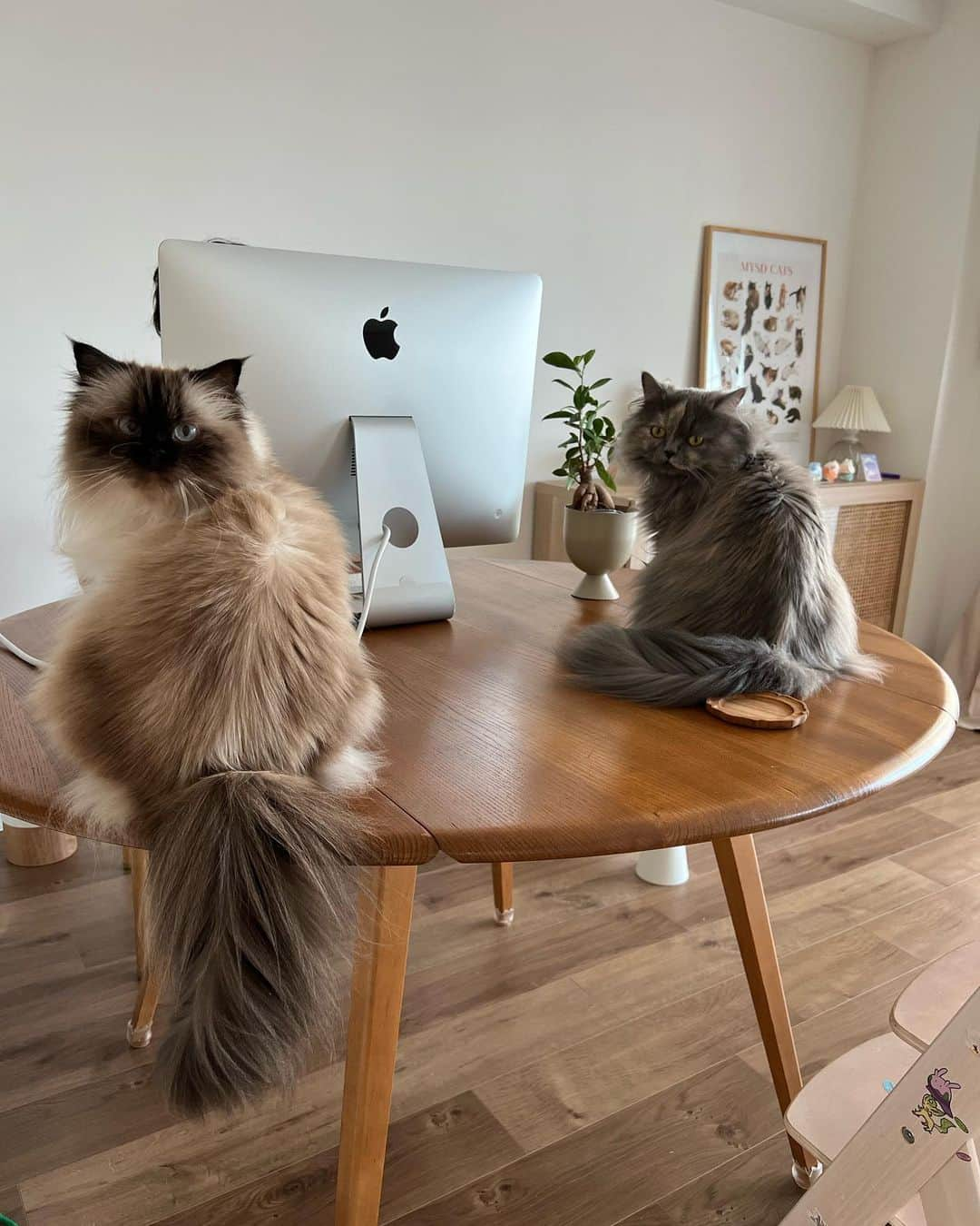 plumeのインスタグラム：「パパと一緒に3人で会議してた👨🏻👧🏼👶🏼🖥️  . . . .  #プリュムのいる生活 #猫のいる暮らし  #ヒマラヤン #猫  #ねこ  #癒し#かわいい#ミヌエット#姉妹#仕事#ヴィンテージインテリア#work #meeting#mac#sisters#minuet#sit#fluffy#kawaii#mood#cateyes @cats_of_instagram  #fluffy#kittens#meow#cat#cats#blueeyes#himalayancat  #catsofinstagram  #bestmeow#weeklyfluff」