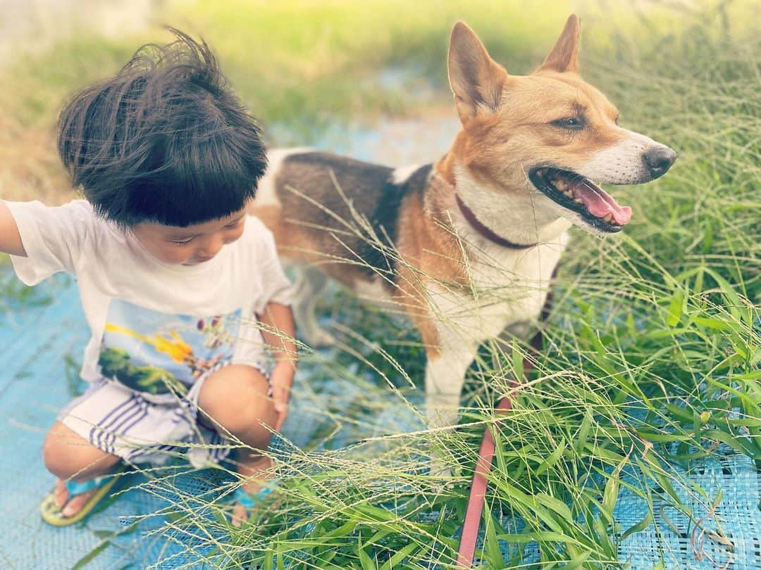 西方凌のインスタグラム：「夕方の風に秋の気配を感じる様になってきました。  今年の夏は、決意通り思いっきり遊んだ🌻 夏の記録を載せる間も無く遊んだ。   秋が訪れる前に、記録を残さなきゃ📷       #夕方のお散歩 #久しぶりにビグと」