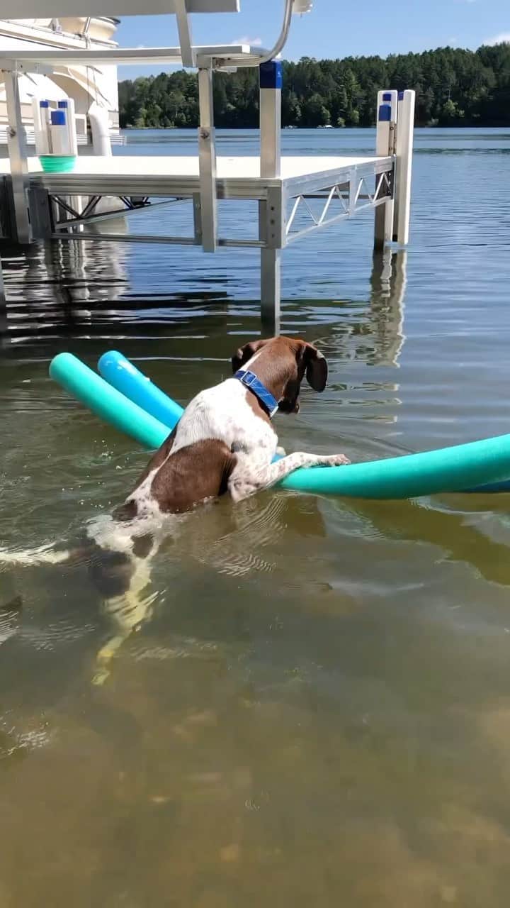 DogsOf Instagramのインスタグラム：「@pointerpawprints out for a lovely morning stroll, and as always, hunting for fish 🐟 • • • #pointerpawprints #gspoftheday #dogobsessed #waterdog #fishingdog #dogsofinstagram」