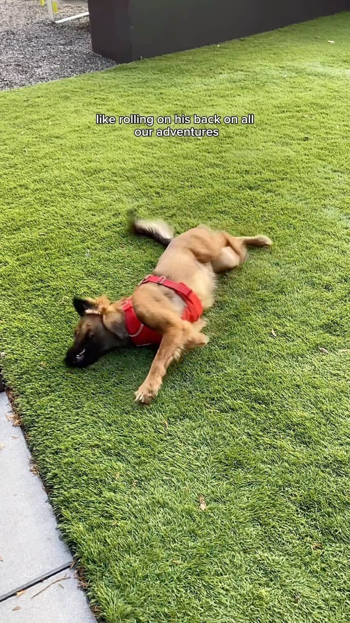 DogsOf Instagramのインスタグラム：「ways to keep your active dog healthy 💪🏽  #ad   Koda loves to have fun on all of his adventures, you can tell by how much he rolls on his back 😂 Hydration, joint support, and having a medical kit on hand are so important for dogs, especially active ones!   Galliprant is a great option to speak with your vet about if you have a highly active dog, a working dog, or an older dog experiencing joint pain! It helps reduce inflammation and pain associated with osteoarthritis ☺️   #activedogs #dogsofinstagram #activedog #activedogsofinstagram #jointsupport #fitdog #dogstagram #funnydogs」