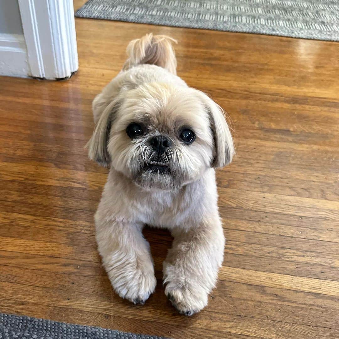 Dougie the Shih Tzuのインスタグラム：「Patootie cutie.」