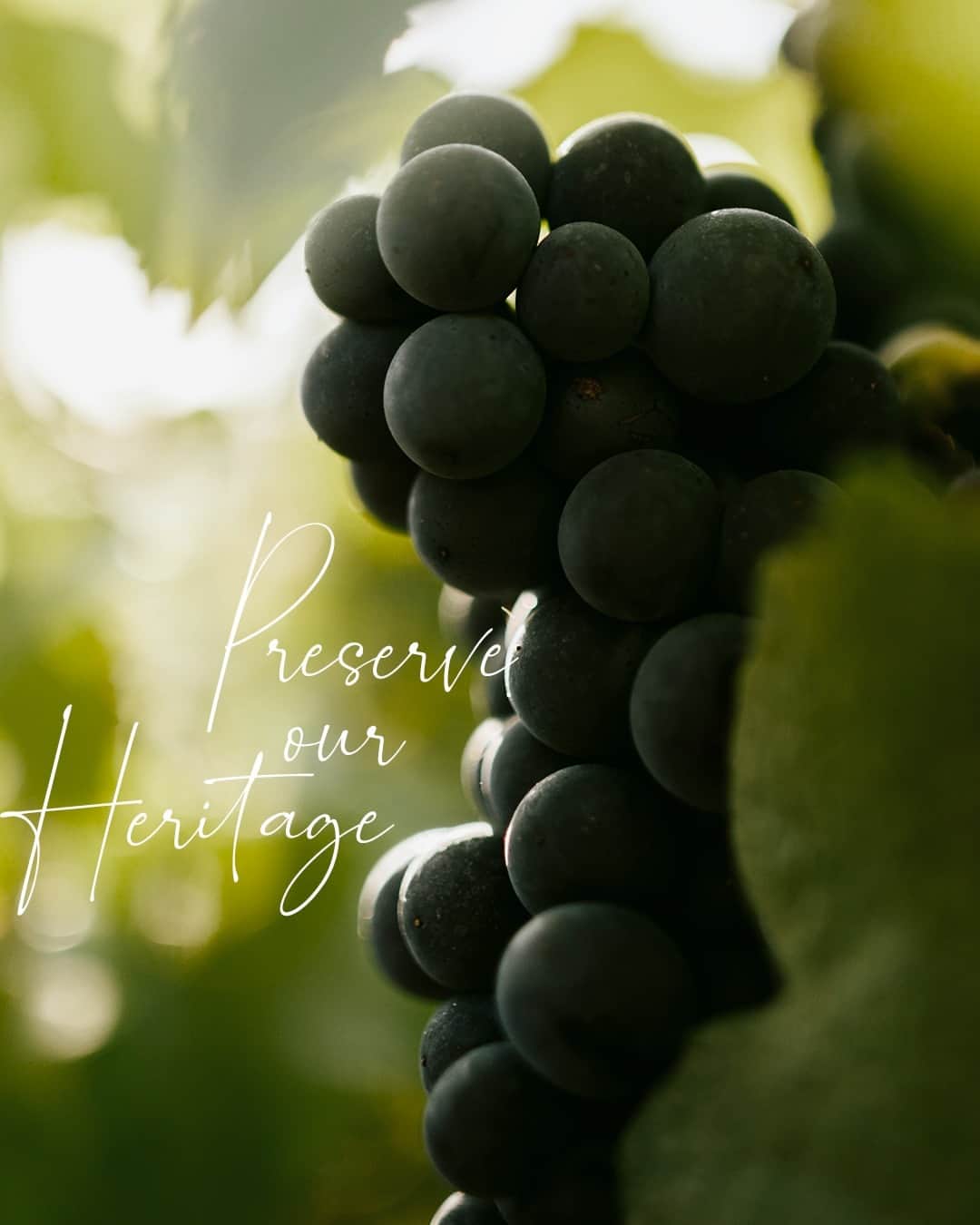 Moët & Chandon Officialのインスタグラム：「The harvest is nearly upon us. A critical moment in the vineyards, the harvest brings people together – growers, harvesters, winemakers and other team members – in a collaborative effort where all grapes are hand-picked. This decisive time shapes the outlook for the year, inspires Benoît Gouez our Cellar Master, and influences the composition of our champagnes. ⁣ ⁣ #NaturaNostra #MoetChandon ⁣  ⁣ This material is not intended to be viewed by persons under the legal alcohol drinking age or in countries with restrictions on advertising on alcoholic beverages. ENJOY MOËT RESPONSIBLY.」