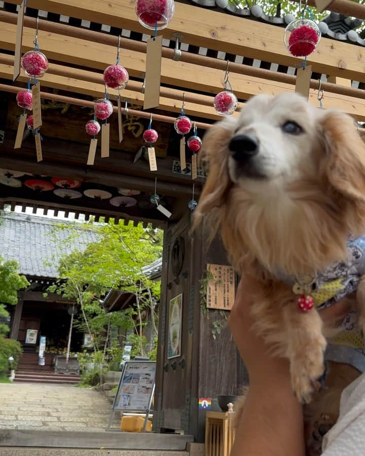 向日葵?のインスタグラム：「早稲田にあるペットOKのお寺🐾 住職さんはダックスちゃんを飼っていた事があるんだよ😁 ＊ 季節の花手水がとっても綺麗で切り絵になっている御朱印はお見事😍 住職さんデザインなんだって😳 御朱印好きにはたまらん種類の多さだよ🎵 ＊ なんといってもペットOKは嬉しい🐶 ちーくん抱っこしていたら歩かせていいですよ~と 言っていただけました🐾 階段を登って行くのでカートはおすすめしません💦 ＊ 19歳1ヶ月のちーくん♥️ ＊ @hourinji #PR#法輪寺  #御朱印#切り絵御朱印#御朱印めぐり#花手水 #ミニチュアダックス#いぬぐみ📛 #pecoいぬ部#ハイシニア犬 #ハイシニアダックス#19歳犬#老犬ダックス #シニア犬#わんぱく部#todayswanko #ダックスの日常 #クーピーちゃん #Miniaturedachshund #ダックスフンド #ダックス大好き#犬のいる暮らし #老犬との暮らし」