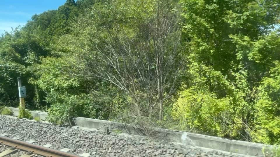 綾瀬マリアのインスタグラム：「空と緑が綺麗で✨ 3秒だけ撮ってみた🌳🌳🌳  夏が過ぎてく〜 空が秋らしくなって来てますね…  #8月31日 #8月最後の日」