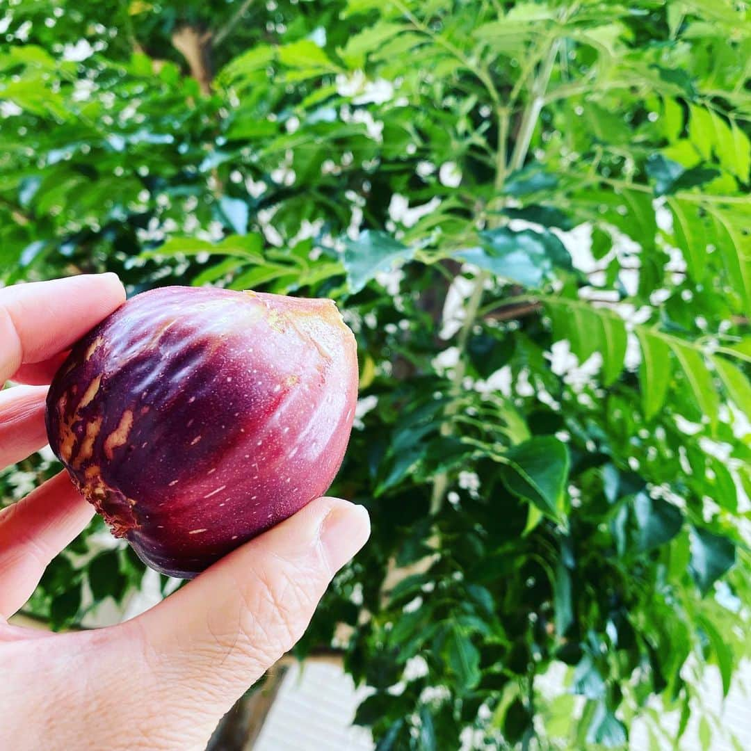 西川忠志さんのインスタグラム写真 - (西川忠志Instagram)「無花果  今日のラッキーフードが『無花果』だと知り 電車に乗る前にスーパーに寄るとあったので 思わず買いました😊👍  なんせ！無花果が大好きなので😊‼️  #無花果　#いちじく  #いちぢく  #イチジク　  感謝 西川忠志」8月31日 11時09分 - nishikawa_tada