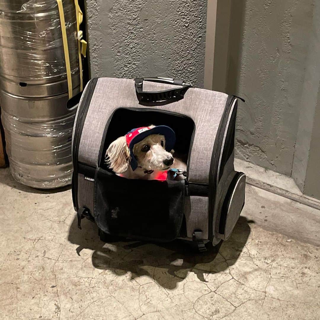 よしかわなみのインスタグラム：「癒しのお犬様たち ありがとうございます／(^o^)＼」