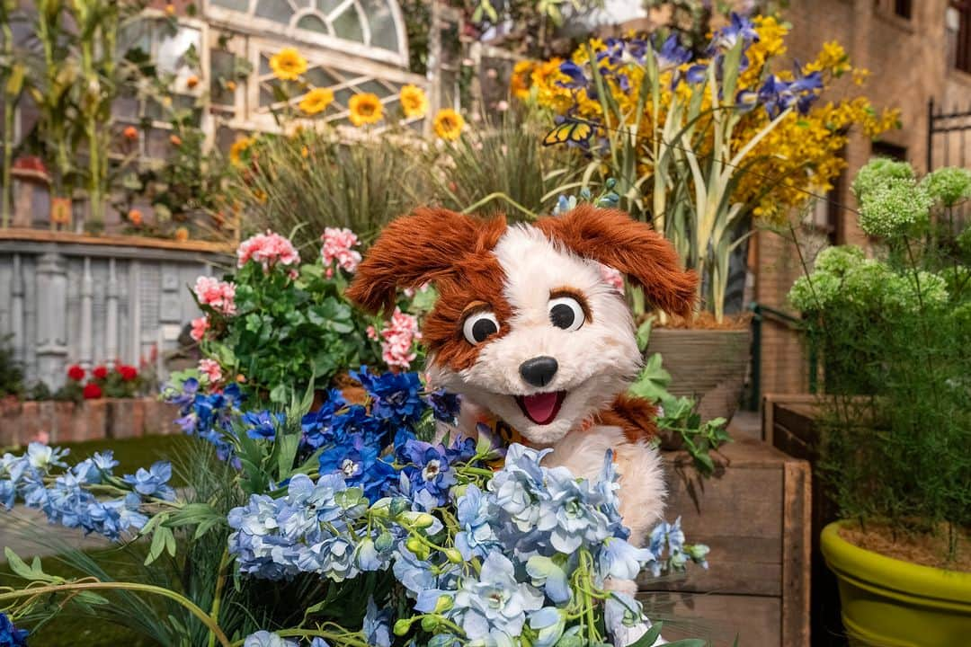 セサミストリートさんのインスタグラム写真 - (セサミストリートInstagram)「Even busy bees stop to smell the flowers. 💐💗#WellnessWednesday #FurryFriendsForever」8月31日 4時00分 - sesamestreet