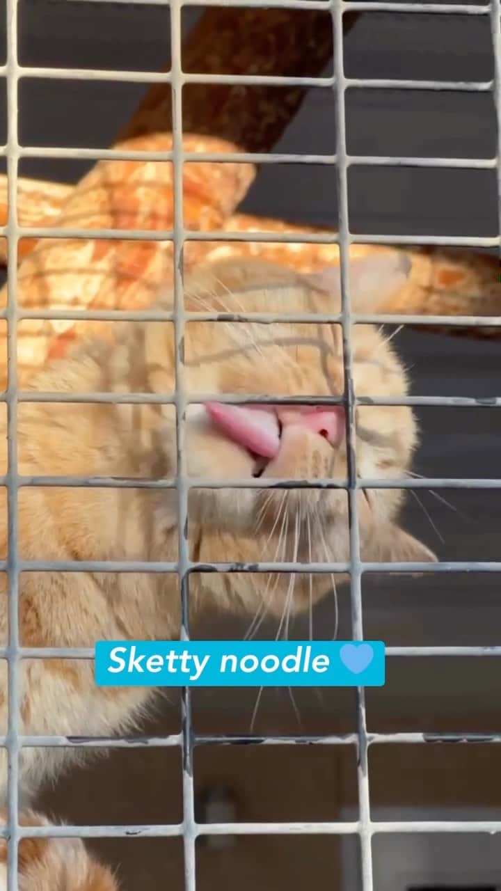 Fresh Stepのインスタグラム：「We love our weird sketty noodles. 🐈💙 What’s your favorite weird thing your cat does?   #catmemes #funnycats #catsbeingweird #catyawn #catnip #catlitter #litterbox #freshstep」