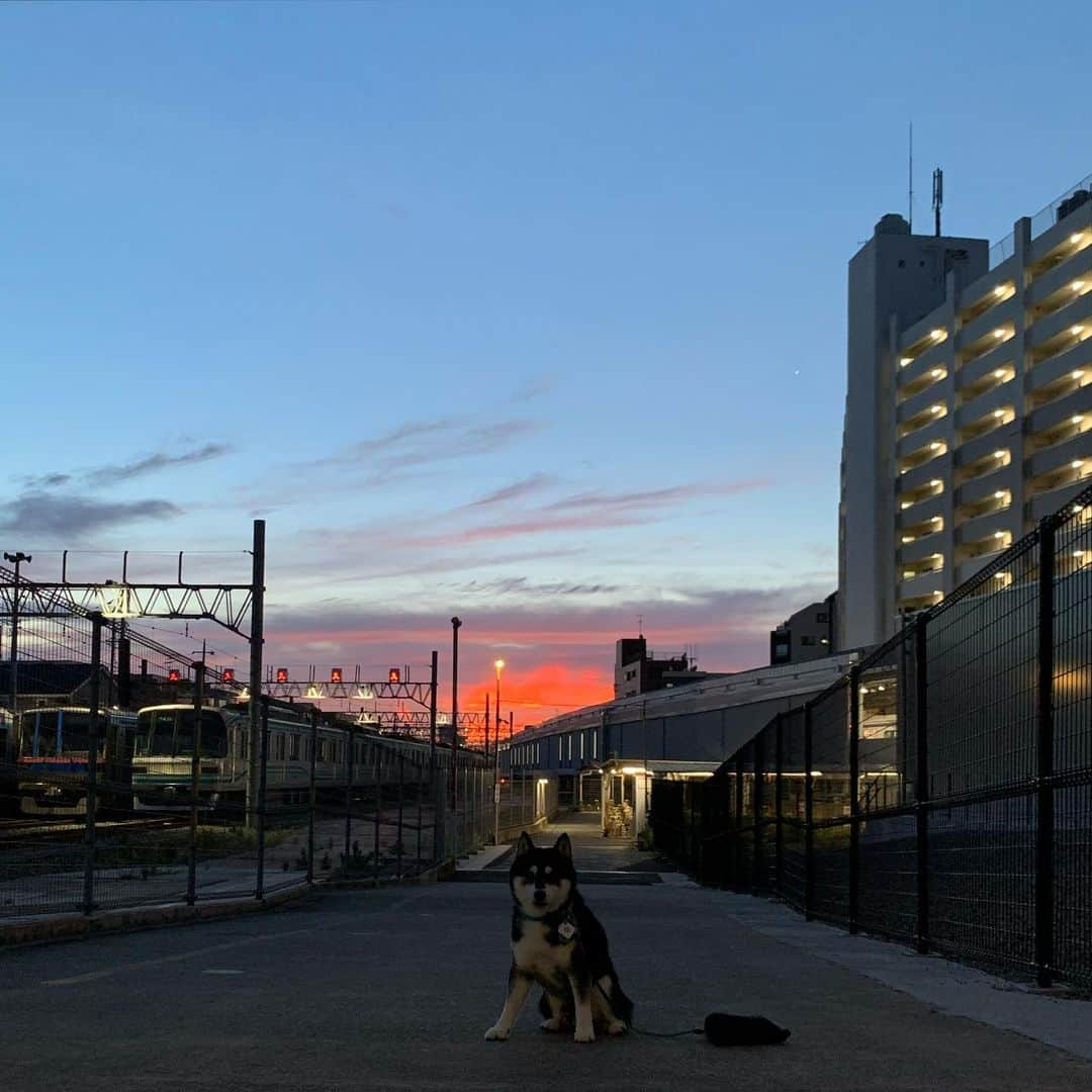 くろさんのインスタグラム写真 - (くろInstagram)「G☺︎☺︎d m☺︎rning TOKYO🌅  だんだん日の出時間が遅くなってきました。 ちなみに本日の東京の日の出は5:12です。 ※撮影時間は4:52  #朝んぽ #朝焼けの空 #奥沢車庫 #奥沢車両基地 #東急車庫 #東急車両 #東急目黒線奥沢 #東急奥沢駅 #奥沢駅 #okusawastation #kuroshiba #blackshiba #shibainu #shibastagram #instadog #dogstagram #柴犬 #黒柴 #黑柴 #日本犬 #和犬 #シニア犬 #いぬら部 #ふわもこ部 #ふわもこ部ワンコ #ふわもこ部わんこ #わんこのいる暮らし #わんこのいる生活 #わんこと一緒 #IGで繋がる空」8月31日 5時13分 - m6bmw