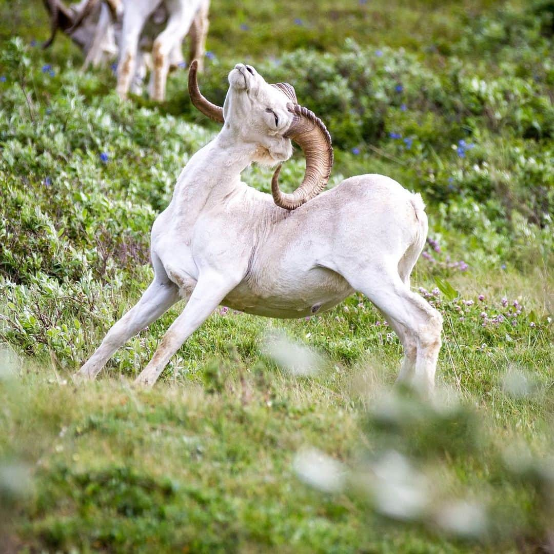 アメリカ内務省さんのインスタグラム写真 - (アメリカ内務省Instagram)「I ❤️ back scratches!    Real world cliff hangers, Dall sheep love their mountains. They ramble along rocky ridges and sleep on steep slopes in rugged alpine areas.    Male Dall sheep, called rams, have a distinct feature – their massive curling horns. They start growing their horns around 3 years old and they make pretty fantastic multitools. From playing, back scratches and protection, their spiral and pointy horns often come in handy and are made of keratin, the same protein as our hair and nails.    Photo by @denalinps    #wildlife #alaska #denalinationalpark #publiclands    Alt Text: A male Dall sheep scratches its back with his horn and has a satisfied sense of relief on his face. In the foreground, there are green leaves that are out of focus, while blue flowers and shrubbery make up the background.」8月31日 6時10分 - usinterior