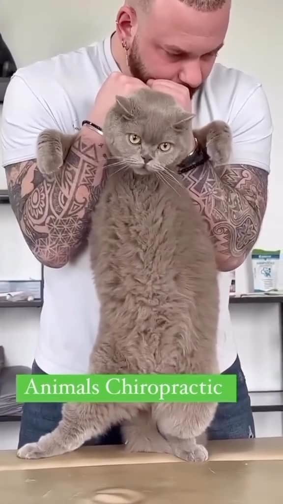 Cute Pets Dogs Catsのインスタグラム：「My cat won’t wake up what do i do  Credit: beautiful asmrquiropraxia (tt) ** For all crediting issues and removals pls 𝐄𝐦𝐚𝐢𝐥 𝐮𝐬 ☺️  𝐍𝐨𝐭𝐞: we don’t own this video/pics, all rights go to their respective owners. If owner is not provided, tagged (meaning we couldn’t find who is the owner), 𝐩𝐥𝐬 𝐄𝐦𝐚𝐢𝐥 𝐮𝐬 with 𝐬𝐮𝐛𝐣𝐞𝐜𝐭 “𝐂𝐫𝐞𝐝𝐢𝐭 𝐈𝐬𝐬𝐮𝐞𝐬” and 𝐨𝐰𝐧𝐞𝐫 𝐰𝐢𝐥𝐥 𝐛𝐞 𝐭𝐚𝐠𝐠𝐞𝐝 𝐬𝐡𝐨𝐫𝐭𝐥𝐲 𝐚𝐟𝐭𝐞𝐫.  We have been building this community for over 6 years, but 𝐞𝐯𝐞𝐫𝐲 𝐫𝐞𝐩𝐨𝐫𝐭 𝐜𝐨𝐮𝐥𝐝 𝐠𝐞𝐭 𝐨𝐮𝐫 𝐩𝐚𝐠𝐞 𝐝𝐞𝐥𝐞𝐭𝐞𝐝, pls email us first. **」