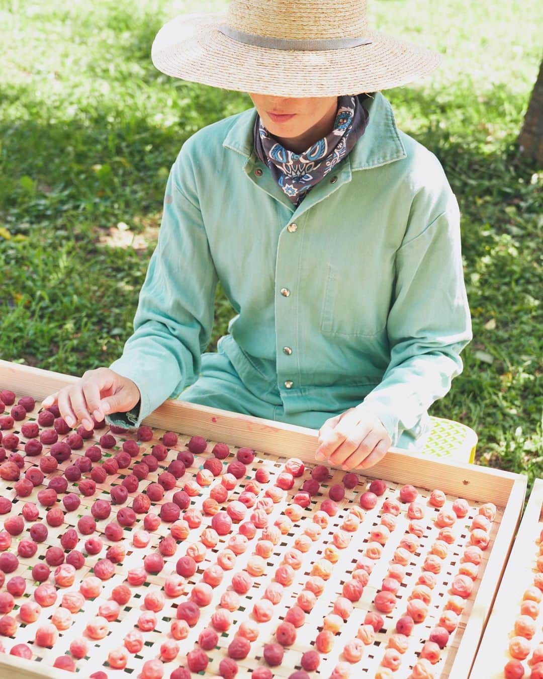 田沢美亜さんのインスタグラム写真 - (田沢美亜Instagram)「８月ももう最終日ですね！  今年漬けた梅たちはこの時期天日で干しています。 お日様にあたることでぐんっと栄養が増し、干し終わり熟成期間に入ると旨味が増します。  みなさまの食卓に届くのは水上に雪が降るころとなります。もう少しお待ちください😌  @urakutokyo  @t_three_farm   #uraku梅 #梅の天日干し #小梅 #手仕事 #梅仕事 #ume #uraku_tokyo #tthreefarm #月夜野 #みなかみ町 #群馬 #田沢美亜」8月31日 12時23分 - miatazawa
