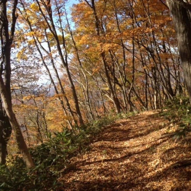 鏑木毅さんのインスタグラム写真 - (鏑木毅Instagram)「晩秋の最後の輝きを見せる 森の雰囲気が最高な大会です。 今年は 国内ではあまりない 50マイル（80km） カテゴリーを新設しての開催となります。 『 中能登トレジャートレイル』 全体的には 心地よく走れる 北米的なフィールドの大会だと思っています。 初めて トレイルランを チャレンジする方、 また久々の トレラン大会という方には持ってこいのコースだと思います。 エントリーの方は 9月末まで延長 いたしました。 是非とも 当日 コースでお会いできればと思います！ ⚪エントリー https://runnet.jp/entry/runtes/smp/competitiondetail.do?raceId=322873&div=1 #トレイルランニング #トレイルランニング好きな人と繋がりたい #トレイルランニングレース #中能登トレジャートレイルラン #中能登町 #中能登トレイル #100マイル #100マイラーへの道 #ランニング #マラソン #ウルトラマラソン」8月31日 6時51分 - tsuyoshikaburaki