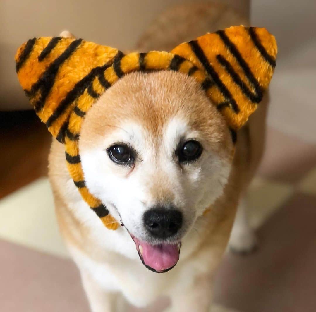 くるみのインスタグラム：「おはよー 100円ショップにハロウィン🎃グッズが💦 時間はゆっくり過ぎてほしいけど はやく涼しくなってほしいよね🐕🍉🍉🍉  . . #今朝もお仕事しなかったドック」