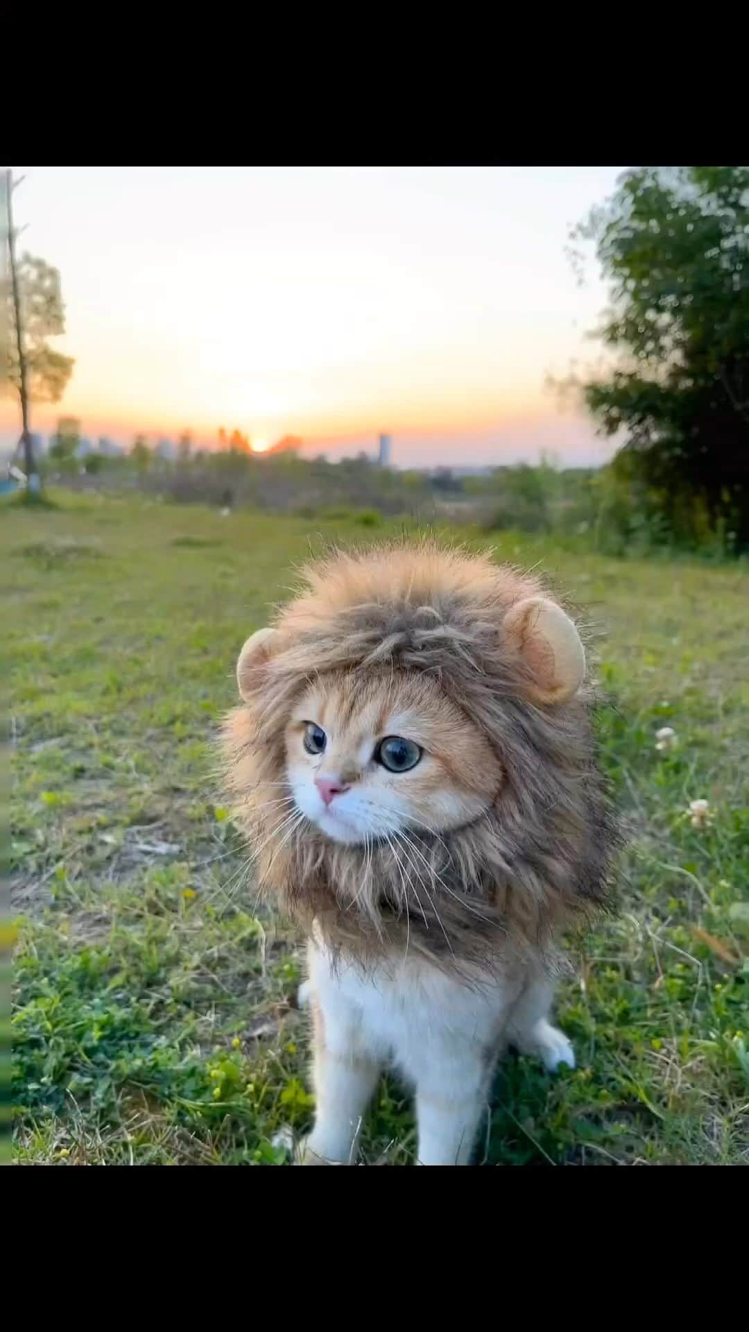 WildLifeのインスタグラム：「CLICK the link in our bio to purchase your Cat and Dog Wig Lion Hat now. Hurry, as stocks are limited! Don’t miss out on the chance to pamper your furry friend with this unique and charming accessory.  Remember, every pet deserves a little extra love and attention. Treat them to something special with our Cat and Dog Wig Hat❤️   📽 from @一只wasabi」