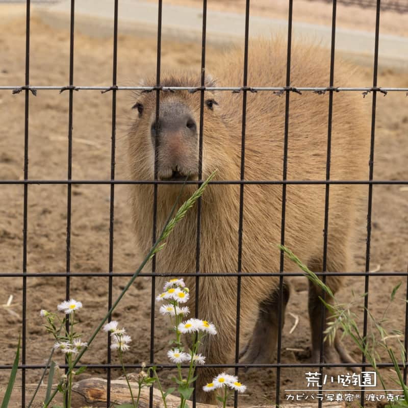 渡辺克仁さんのインスタグラム写真 - (渡辺克仁Instagram)「おはようございます。  #カピバラ #水豚 #capybara #おはようございます」8月31日 7時00分 - katsuhito.watanabe