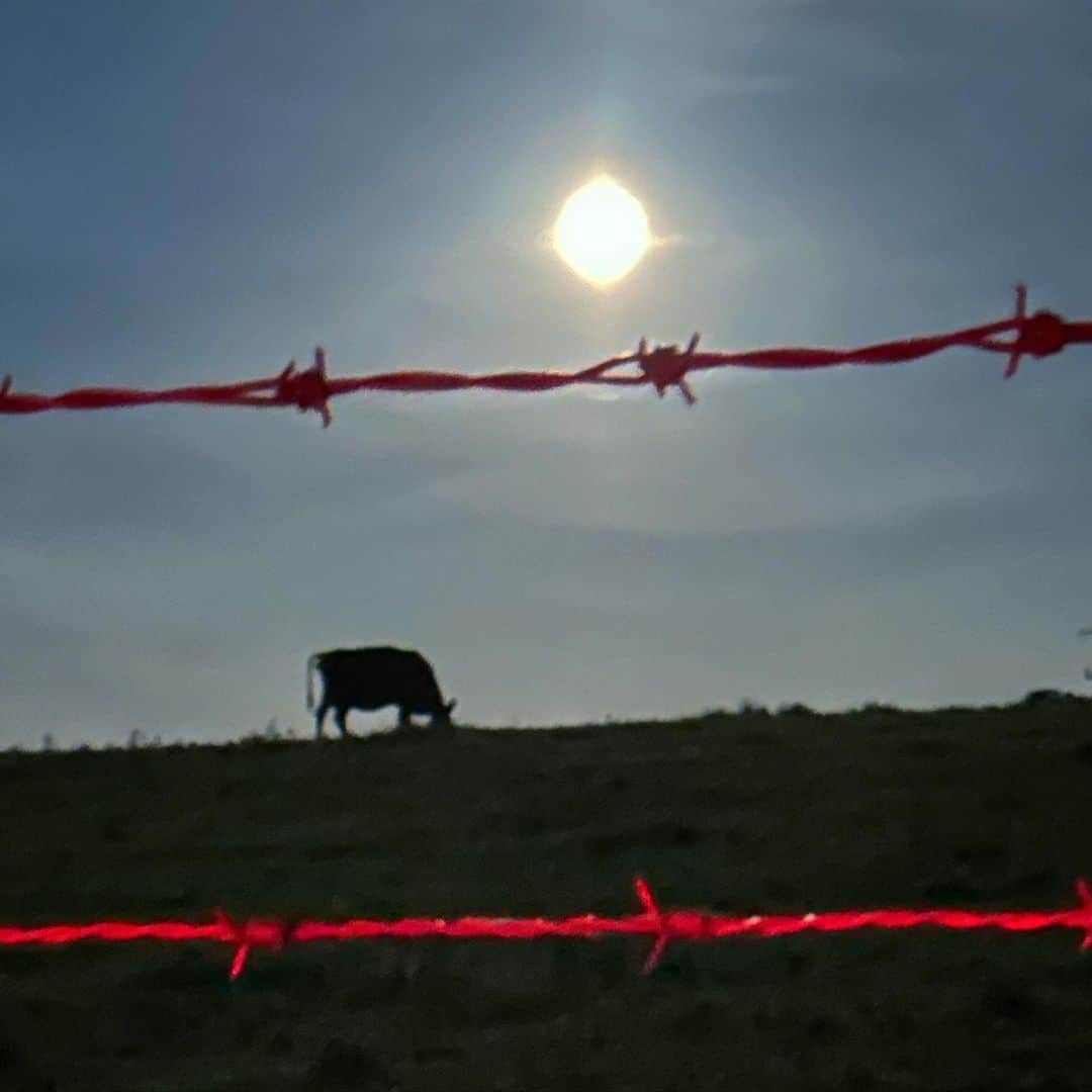 ブライアン・メイのインスタグラム：「Cow country in the Cotswolds, by the light of the supposed Blue Moon.  But we are visiting other inhabitants …. Bri💥💥💥💥 My God - if I ruled the world I’d consign barbed wire to history.」