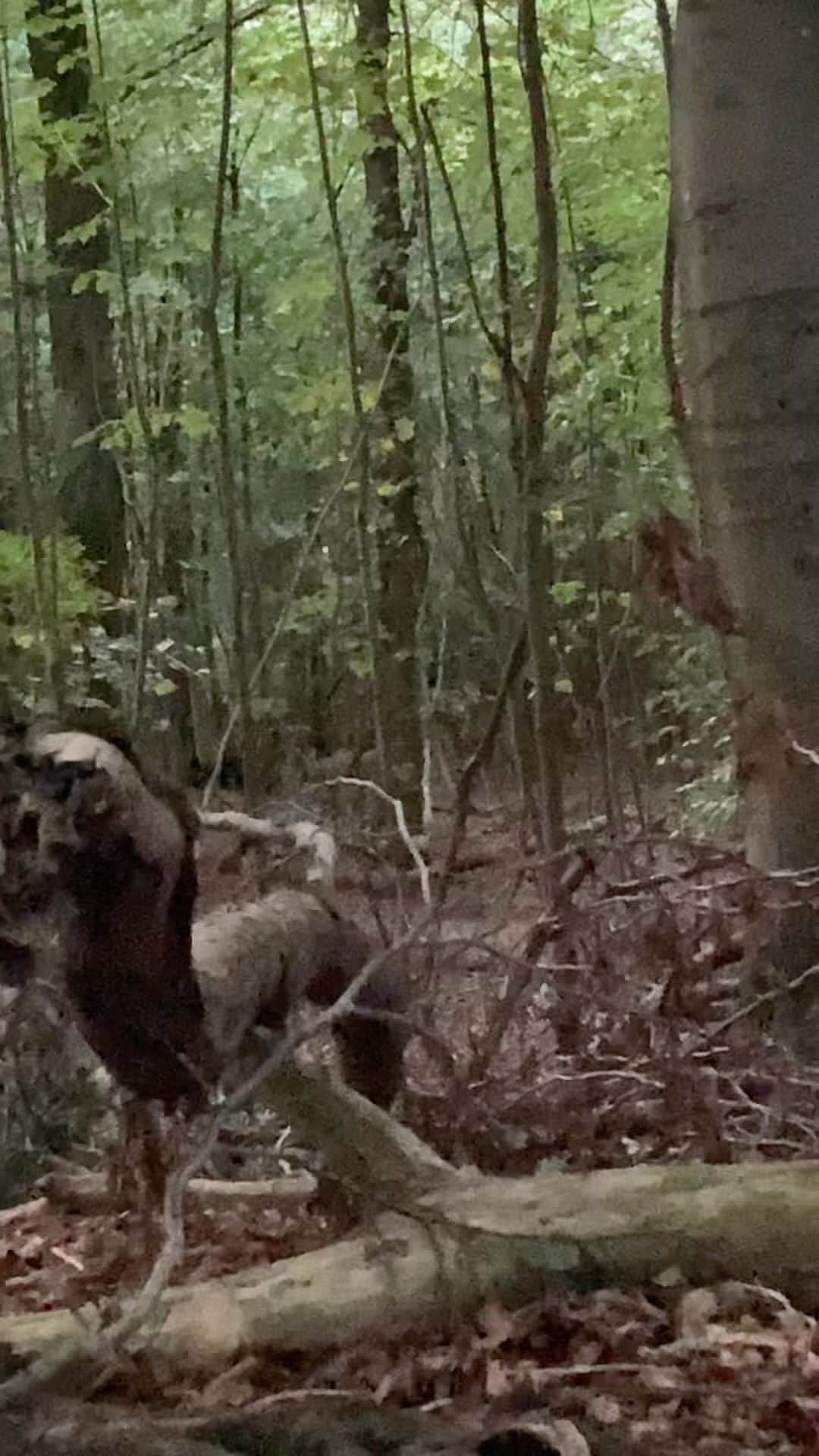 ブライアン・メイのインスタグラム：「In pursuit of our BBC documentary on Badgers and cows and bovine TB, tonight we were privileged to take part in a badger watch.  So wonderful watching these peaceful creatures go about their family life.  But desperately sad to realise that even in this protected woodland spot, they are no longer safe.  Even though they are vaccinated - and so couldn’t be in anyone’s wildest dreams be considered a threat to cattle, if they stray into neighbouring fields they are being trapped and  killed, as part of the continuing badger cull.  Of this family of 22 members a couple of years ago, only 8 are now left.  Reluctantly, after fighting this senseless slaughter for 10 years now, we have to admit that the  only way to stop it is to remove the Tories from power.  Bri」