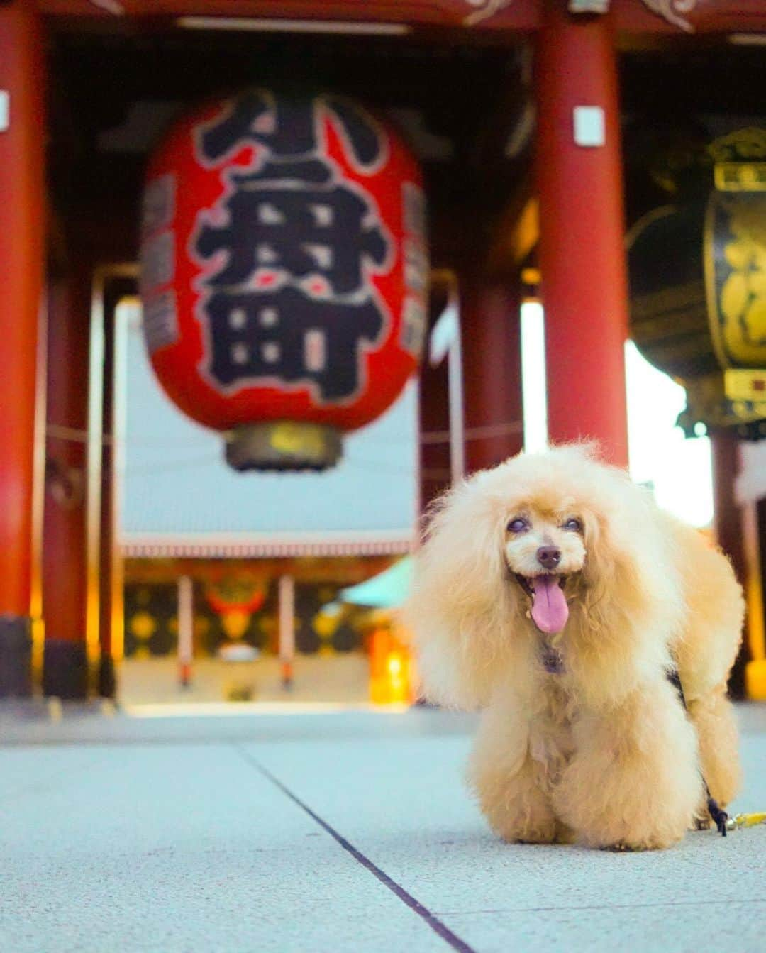 Toypoodle Mikuru?Asakusa Tokyoさんのインスタグラム写真 - (Toypoodle Mikuru?Asakusa TokyoInstagram)「20230831 Thursday. Good morning ! Friends 💕 覚えてますか？みきゅるんです😄 ストーリーでは地味に更新してますが、本投稿は久し振り💦  久しぶりにカメラ持参であさんぽ。 溜まっている写真もたくさんありますが、たまにはリアルタイム更新🤗  みきゅるんは毎朝元気であさんぽライフ。 16歳6ヶ月となり、歩く速度も遅くなって、お散歩時間は長いけどそんなに距離は歩いけてないです。 毎朝、これが最後のお散歩かも、、、 と思いながら、一生懸命ふたりで歩いてます😊  毎日忙しいですが、投稿も頑張るぞー💪🏻  #浅草寺 #あさんぽ #16歳6ヶ月  #toypoodle#poodle#poodle_playoffs#みくるん#トイプードル#プードル#タイニープードル#ワンコなしでは生きて行けません会#貴婦狗 #東京トイプードル #poodlesofinstagram#instadog#cutedog#purapurafamily @i.am.mikuru #토이푸들」8月31日 7時28分 - purapura299