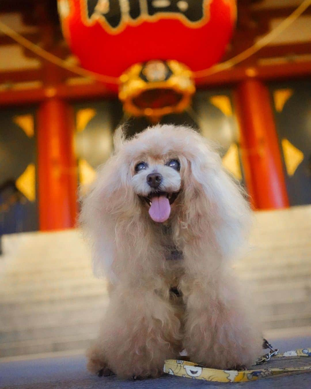 Toypoodle Mikuru?Asakusa Tokyoさんのインスタグラム写真 - (Toypoodle Mikuru?Asakusa TokyoInstagram)「20230831 Thursday. Good morning ! Friends 💕 覚えてますか？みきゅるんです😄 ストーリーでは地味に更新してますが、本投稿は久し振り💦  久しぶりにカメラ持参であさんぽ。 溜まっている写真もたくさんありますが、たまにはリアルタイム更新🤗  みきゅるんは毎朝元気であさんぽライフ。 16歳6ヶ月となり、歩く速度も遅くなって、お散歩時間は長いけどそんなに距離は歩いけてないです。 毎朝、これが最後のお散歩かも、、、 と思いながら、一生懸命ふたりで歩いてます😊  毎日忙しいですが、投稿も頑張るぞー💪🏻  #浅草寺 #あさんぽ #16歳6ヶ月  #toypoodle#poodle#poodle_playoffs#みくるん#トイプードル#プードル#タイニープードル#ワンコなしでは生きて行けません会#貴婦狗 #東京トイプードル #poodlesofinstagram#instadog#cutedog#purapurafamily @i.am.mikuru #토이푸들」8月31日 7時28分 - purapura299