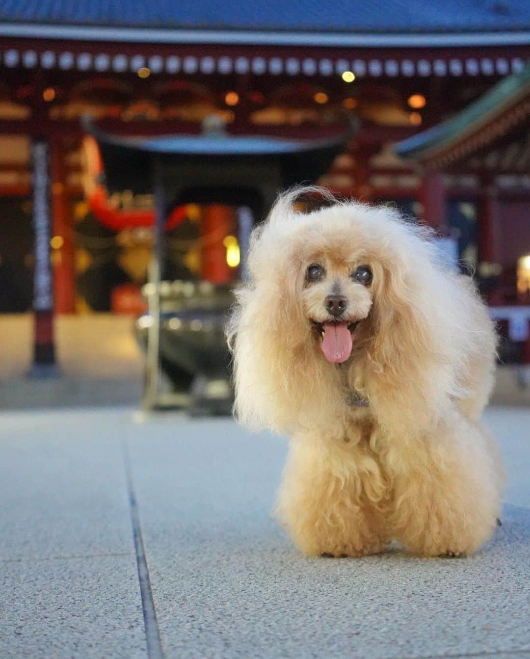 Toypoodle Mikuru?Asakusa Tokyoさんのインスタグラム写真 - (Toypoodle Mikuru?Asakusa TokyoInstagram)「20230831 Thursday. Good morning ! Friends 💕 覚えてますか？みきゅるんです😄 ストーリーでは地味に更新してますが、本投稿は久し振り💦  久しぶりにカメラ持参であさんぽ。 溜まっている写真もたくさんありますが、たまにはリアルタイム更新🤗  みきゅるんは毎朝元気であさんぽライフ。 16歳6ヶ月となり、歩く速度も遅くなって、お散歩時間は長いけどそんなに距離は歩いけてないです。 毎朝、これが最後のお散歩かも、、、 と思いながら、一生懸命ふたりで歩いてます😊  毎日忙しいですが、投稿も頑張るぞー💪🏻  #浅草寺 #あさんぽ #16歳6ヶ月  #toypoodle#poodle#poodle_playoffs#みくるん#トイプードル#プードル#タイニープードル#ワンコなしでは生きて行けません会#貴婦狗 #東京トイプードル #poodlesofinstagram#instadog#cutedog#purapurafamily @i.am.mikuru #토이푸들」8月31日 7時28分 - purapura299