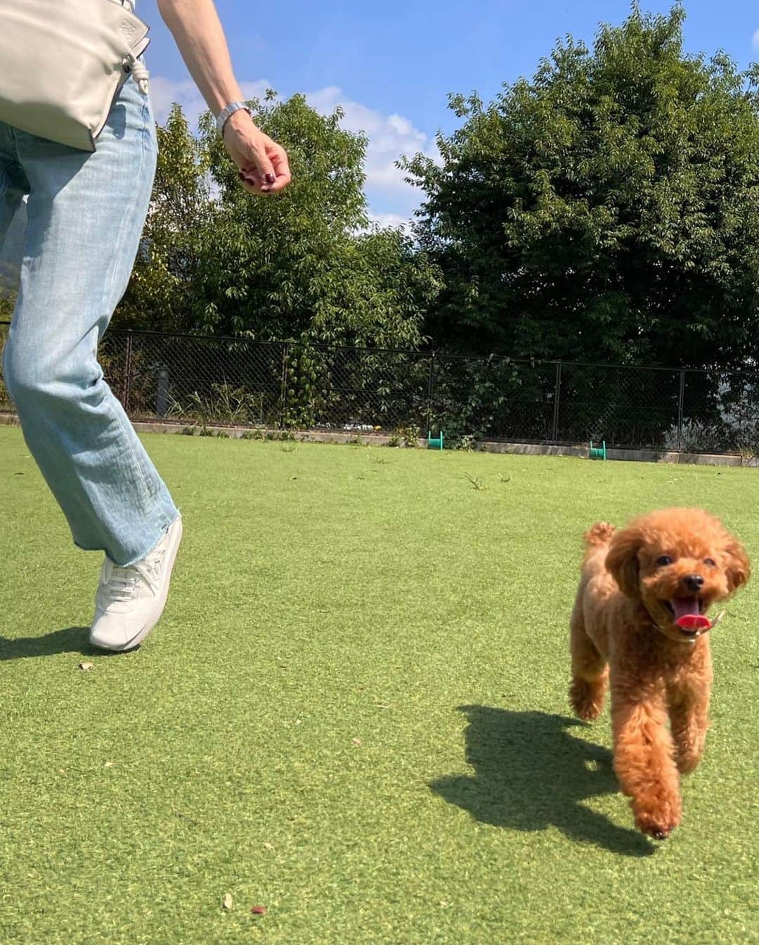 柏木由紀子さんのインスタグラム写真 - (柏木由紀子Instagram)「八ヶ岳へ 行ってきました。 愛犬レアと 初めての一泊旅行でした🐻  #柏木由紀子ファッションクローゼット 好評発売中！ ご購入リンクはプロフィールに 全国書店でお取り扱い中 @fusoshasenden  #扶桑社 #楽天ブックスファッション部門1位獲得 #発売前重版 #坂本九音楽事務所 #坂本九 #坂本九柏木由紀子 #シニアファッション #シニア世代のファッション番長 #75歳 #70代コーディネート #60代コーディネート #50代コーディネート #柏木マダム #カシワギマダム #由紀子巻き #60代ヘアスタイル #清里 #わんことお出かけ  #わんこと旅行  #犬と旅行  #犬とおでかけ  #leaとお出かけ  #わんこと清里 #トイプードル男の子  #トイプードルレッド」8月31日 8時20分 - yukiko_kashiwagi